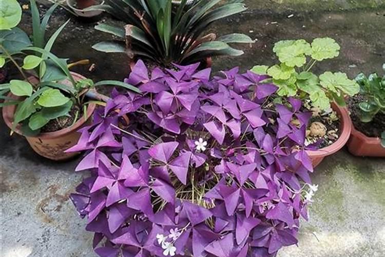 紫叶酢浆草如何爆盆