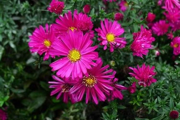 荷兰菊的花期及其管理