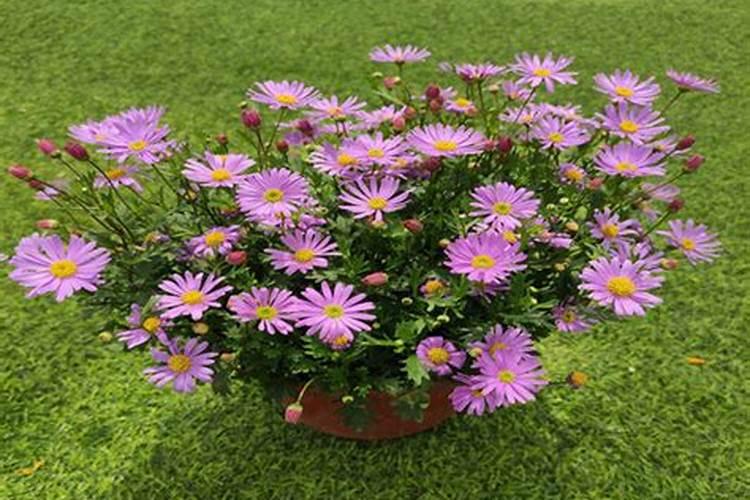 荷兰菊的花期及其管理