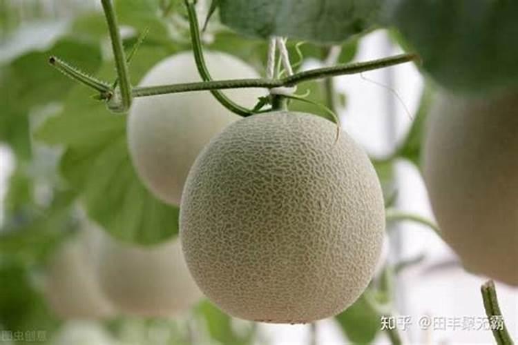 甜瓜肥害的诊断