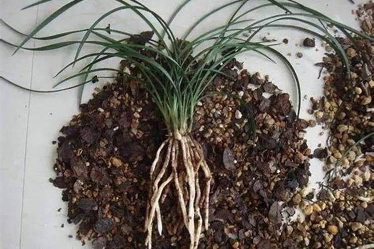 想要兰花开花旺是如何养护的