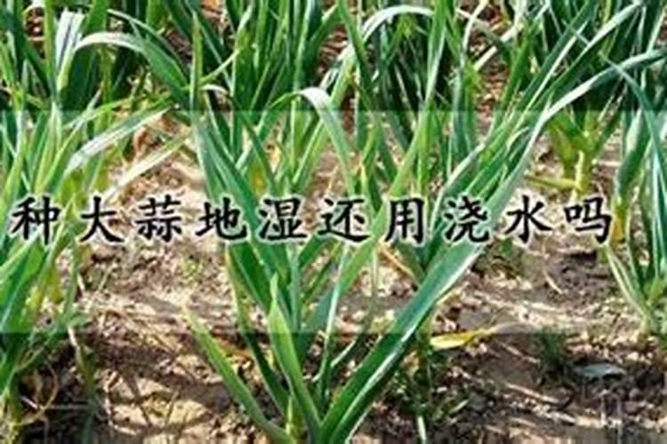 大蒜中后期施什么肥