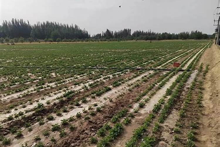 花生施肥时间及方法