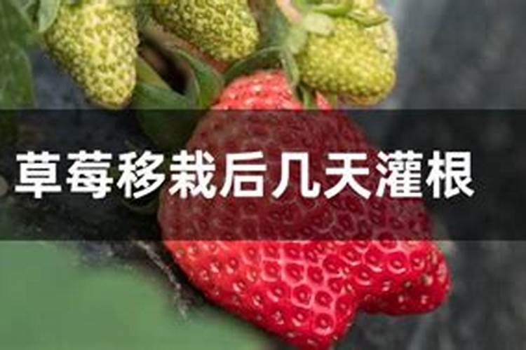 为什么大豆和玉米种在一起更好