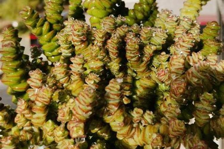 给钱串子可以施什么肥