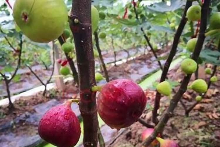 怎样种植无花果树 无花果的种植方法和管理