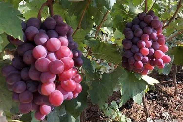 玉米授粉期打芸苔素和磷酸二氢钾加氨基酸水溶肥可以吗