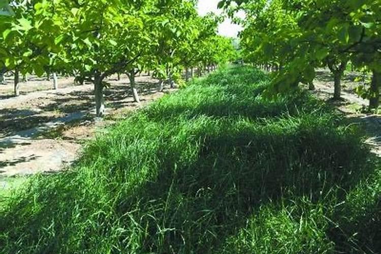 桔子施肥施什么肥最好