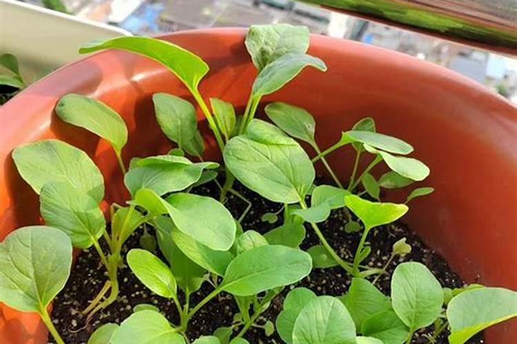 农村菜园的土壤老化了,该如何进行补救？