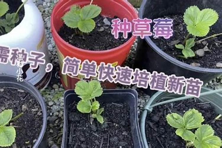 水溶肥的优势,与叶面肥,滴灌肥,冲施肥的区别和联系