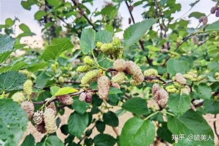 番茄彭果期施什么肥料比较好