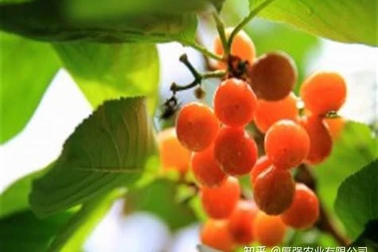 大棚樱桃采收后如何管理施肥？