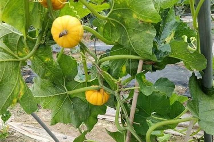 如何给桂花施肥