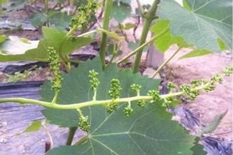 葡萄花穗期怎么管理