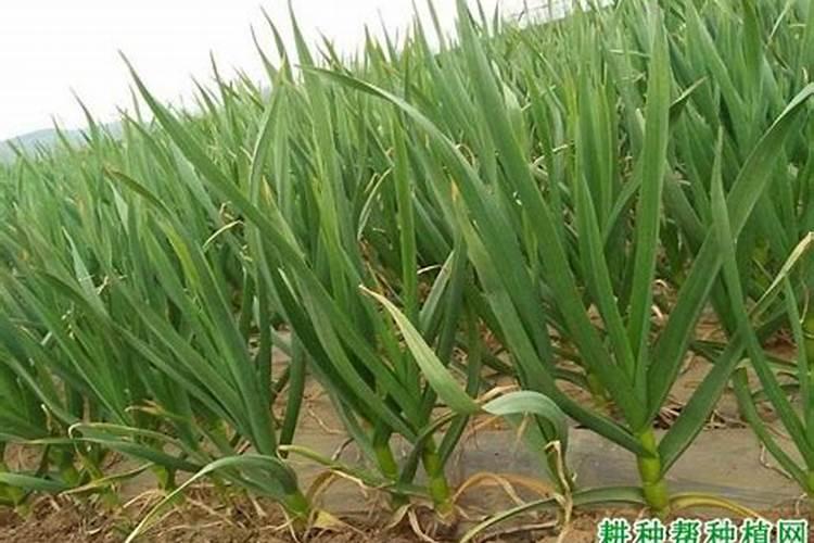 种大蒜用什么肥料高产