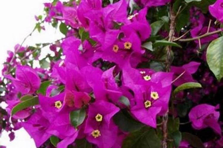 水稻一亩需要的氮磷钾