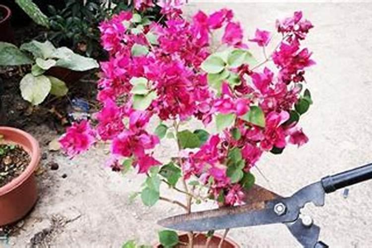 能不能夏天给三角梅剪枝 三角梅夏天可以剪枝吗