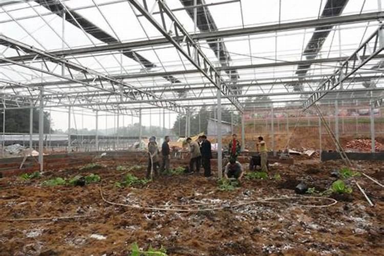 尿素叶面施肥30斤水用多少尿素