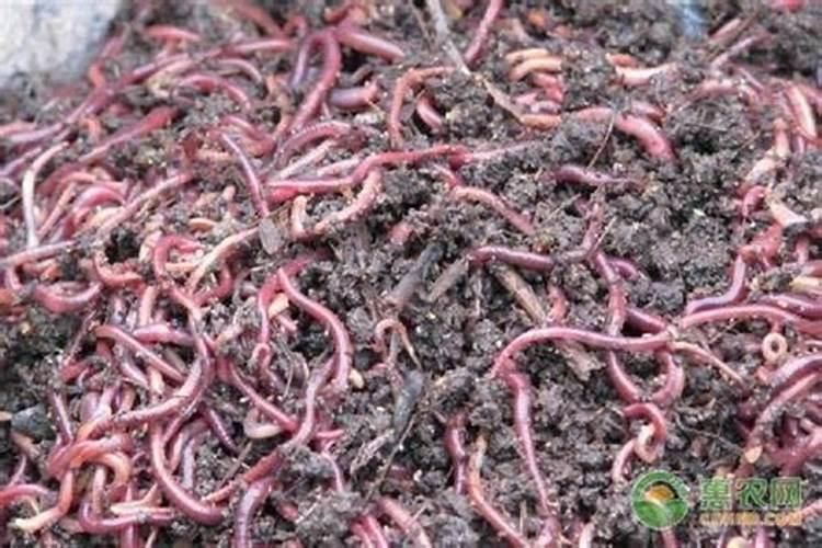 蚯蚓粪有什么作用和用途？