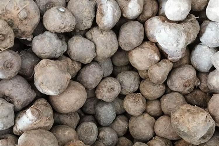 魔芋彭大时怎样追肥料？