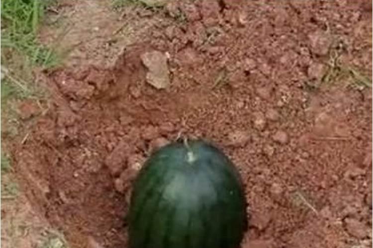 西瓜皮埋土里能当肥料吗