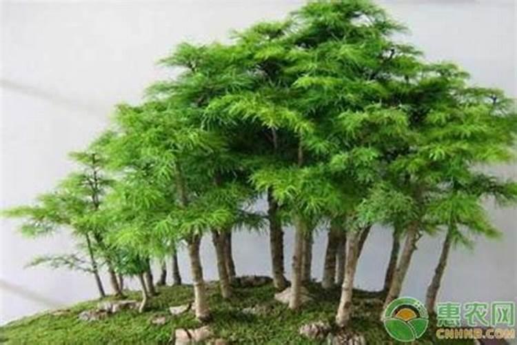 20里米花盆加施磷钾肥多少才好