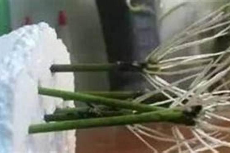 新移栽的苗木,生根剂多久用一次