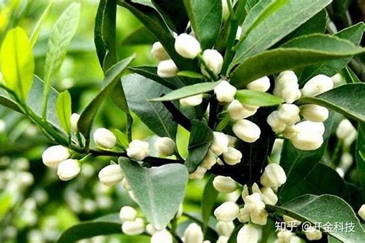 柑橘幼树控花方法