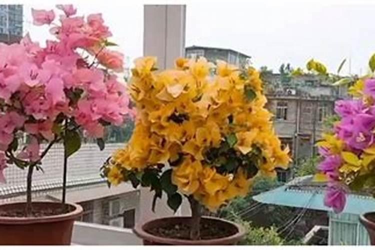 葡萄挂果期用什么水溶肥效果好？葡萄结果期上什么肥料产量高？