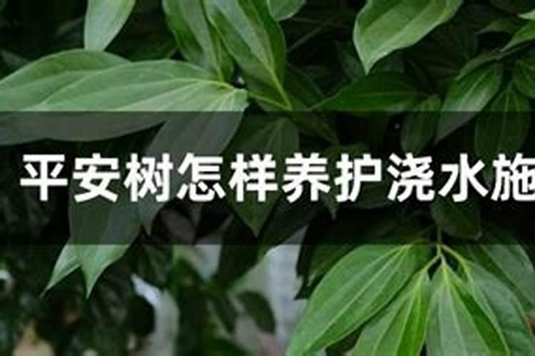 平安树几天浇一次水用什么肥料 平安树如何浇水施肥