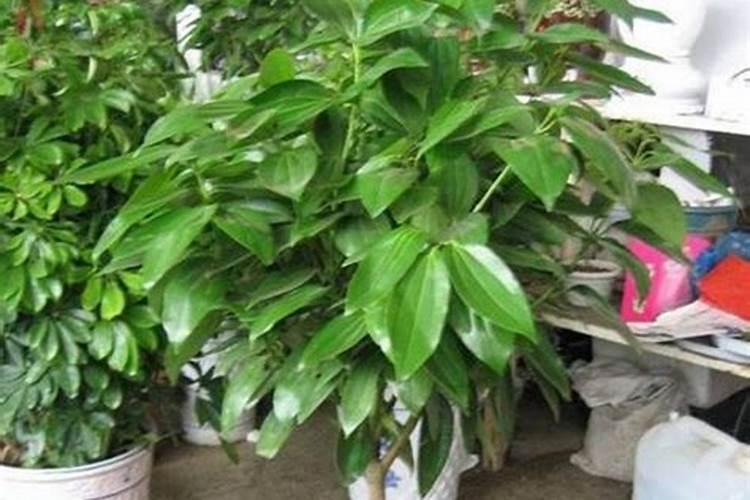 平安树怎么养护与浇水