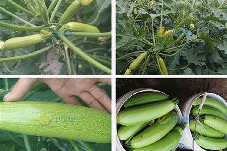 什么肥料对西葫芦发绿发亮？