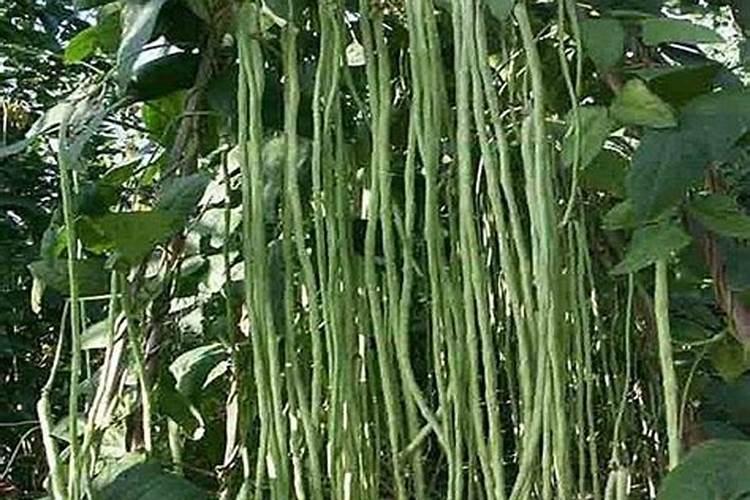 辣椒肥害怎么补救