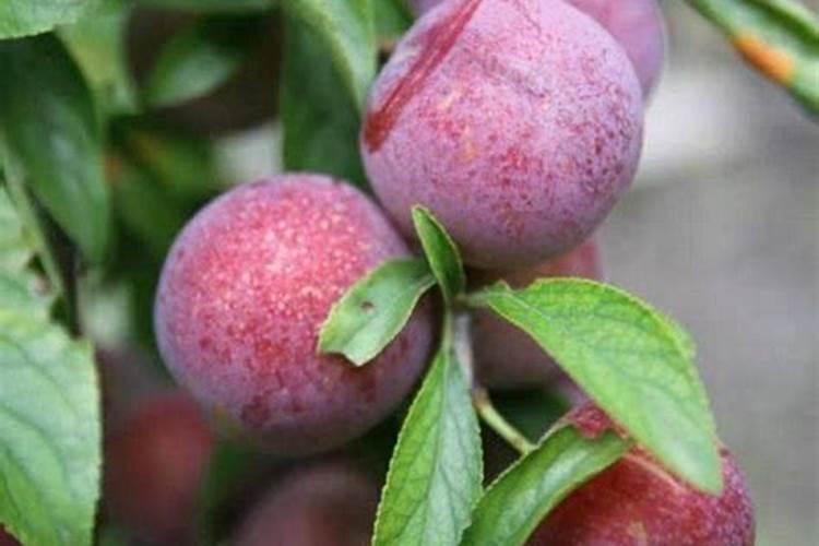 无花果树上有了蚧壳虫,该用什么药？