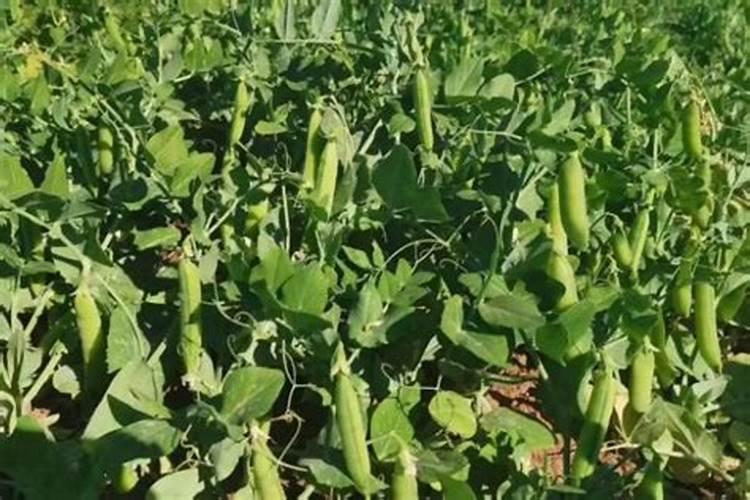 豌豆要不要搭架子