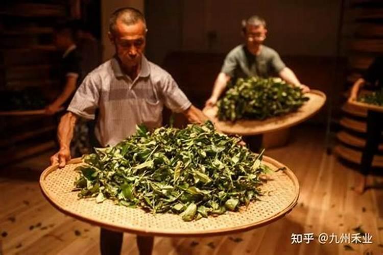 茶叶晒干之后烧成灰,是否可以当成花肥使用？