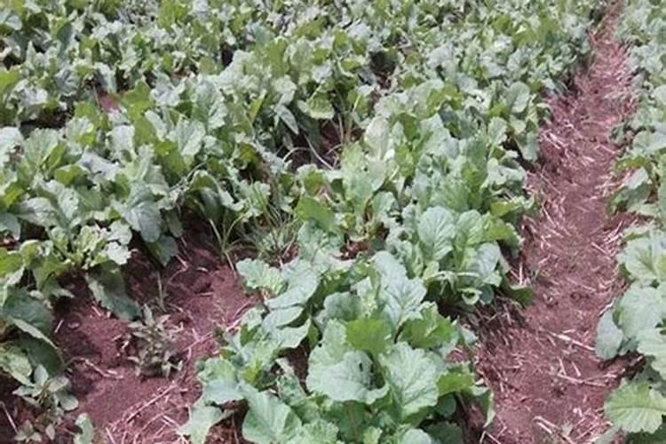 萝卜种植技术东北地区能喷施叶面肥吗