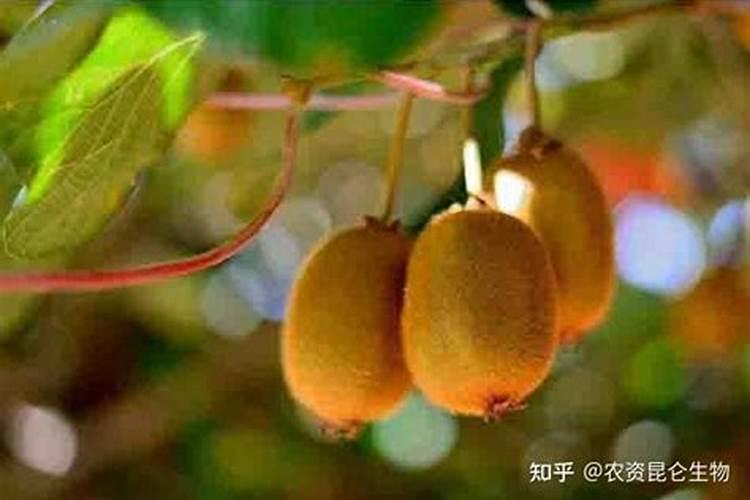 氮肥、磷肥和钾肥分别有什么作用？