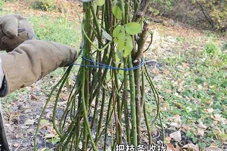 怎么判断月季要施肥了 判断月季要施肥怎么判断