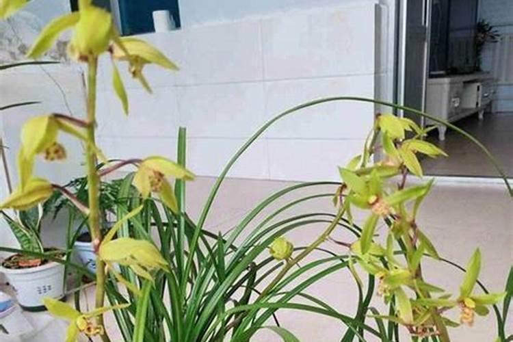 草莓叶子茂盛需要修剪吗