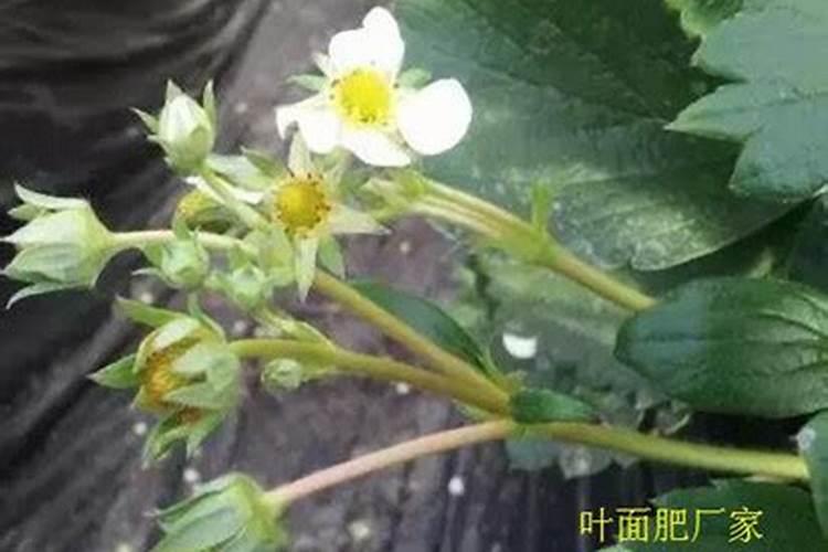 草莓花期可不可以喷叶面肥？要注意什么问题？