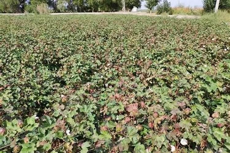 黑色颗粒复合肥叫什么