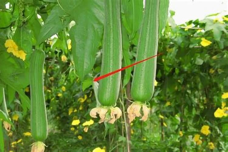 黄瓜叶子是什么病造成的？