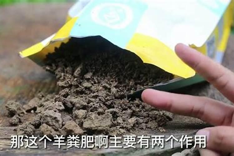 种草坪用什么化肥做底肥好