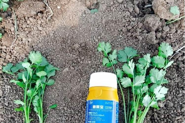 香菜用什么肥料最好