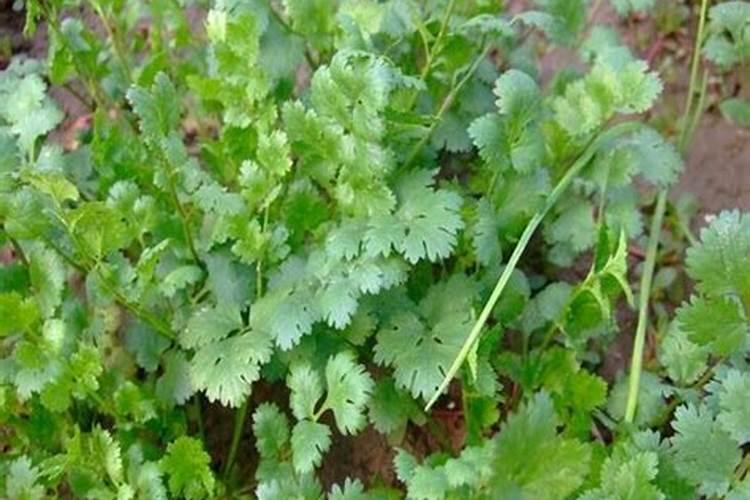种香菜用什么肥料