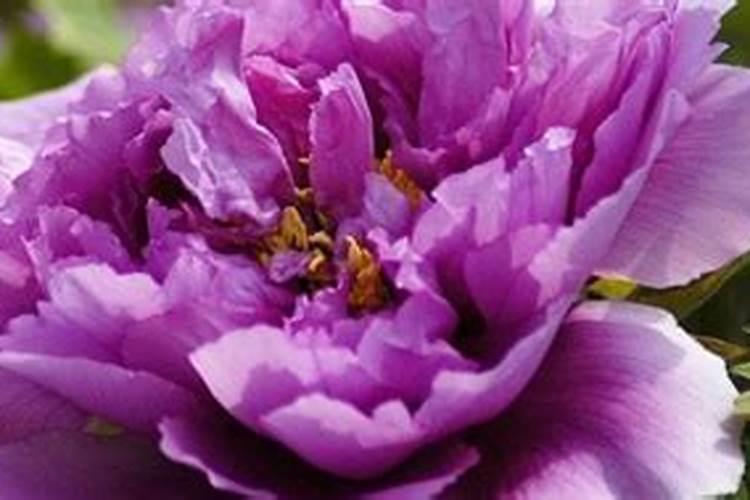 牡丹花什么时候施肥好