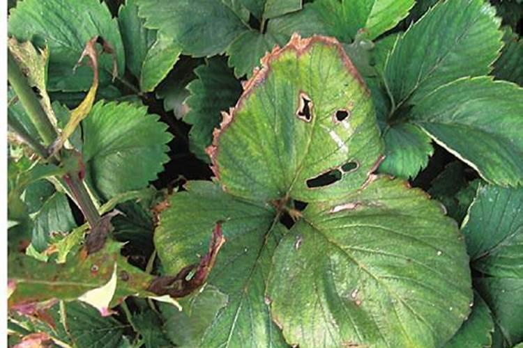 水稻钾肥什么时候施