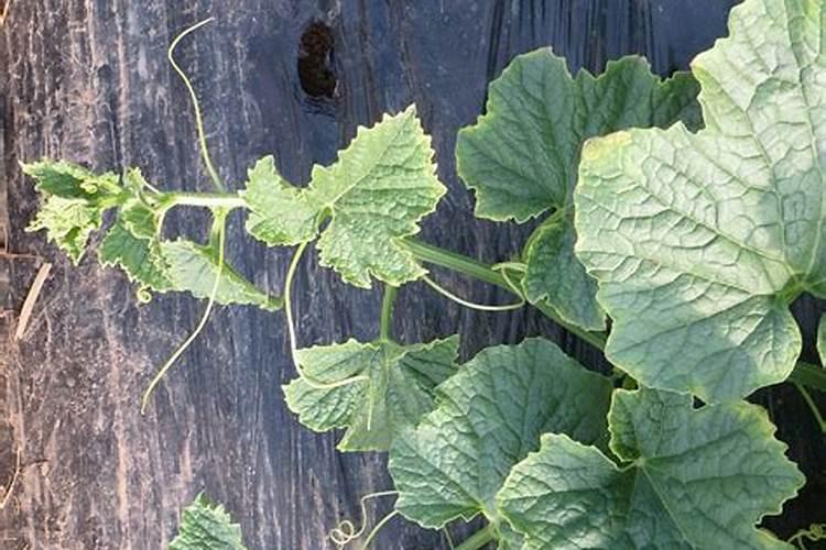 马铃薯怎么施肥