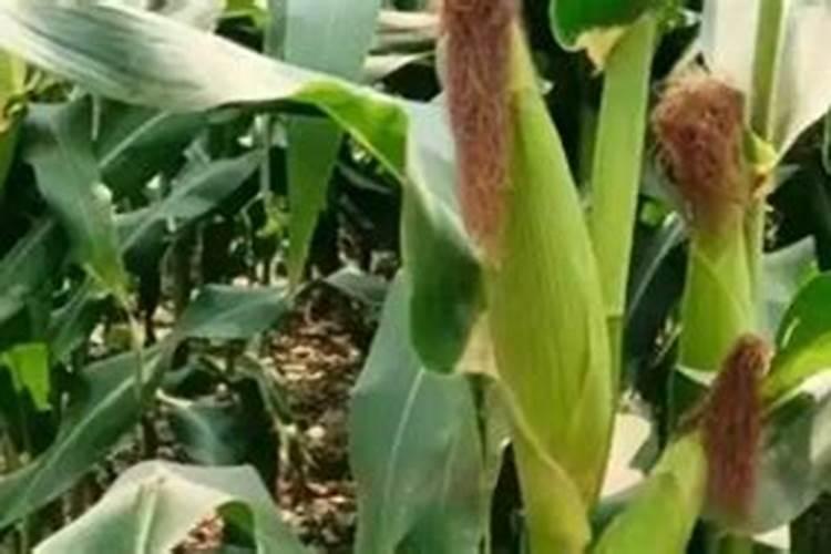 玉米棒子芯怎样做养花的土